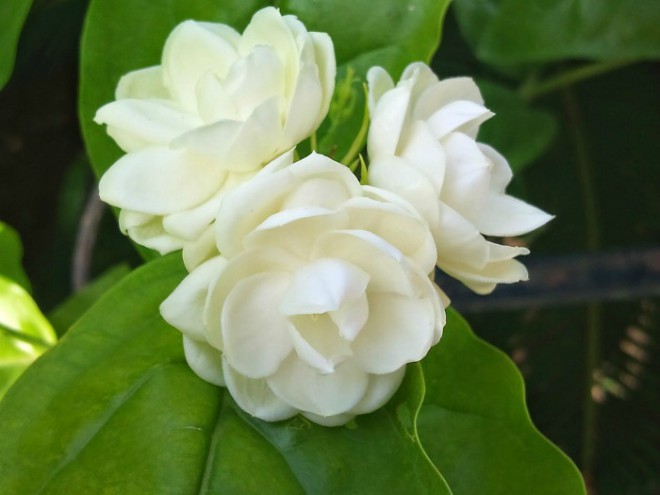 hoa nhài trắng