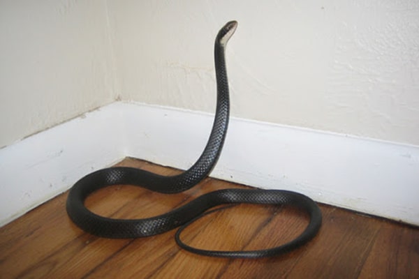 rắn bò vào nhà